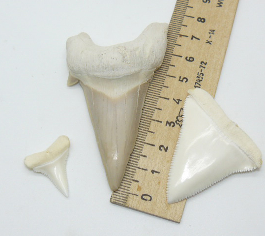  Зуб древней белой акулы(коллекционный) длиной 7 см мощная энергетика сила амулет оберег подарок парню мужчине девушке женщине экстрасенсу целителю