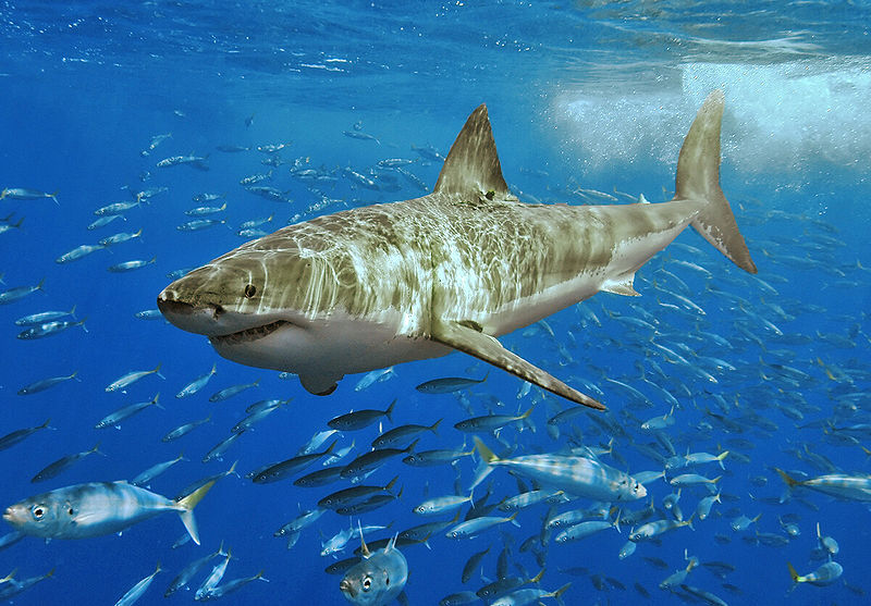 Фотография большой Белой акулы 