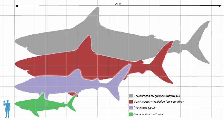  Сравнение мегалодона с современными акулами 