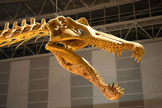  зуб динозавра CПИНОЗАВРА(Spinosaurus aegyptiacus)  подарок парню, мужчине,палеонтологу  новый год, день рождения 23 февраля 