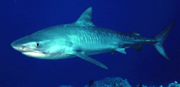 Фотография Тигровой акулы