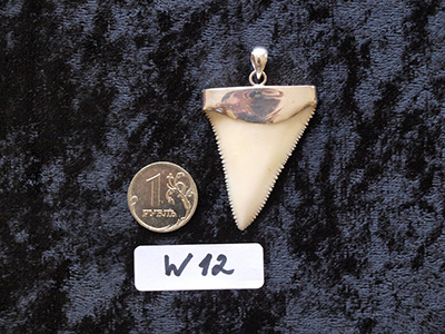  Зуб большой  белой акулы длиной 5 см в золотом подвесе (коллекционный кулон) 