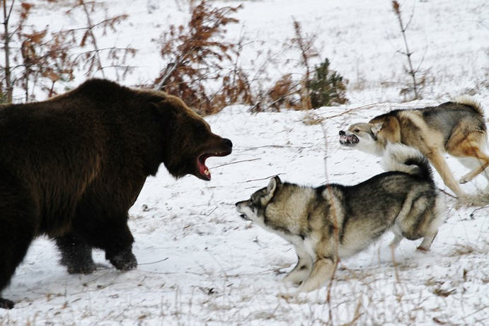  Зимняя охота на медведя в тайге, в Сибири, VIP-охота, любителю адреналина незабываемые ощущения