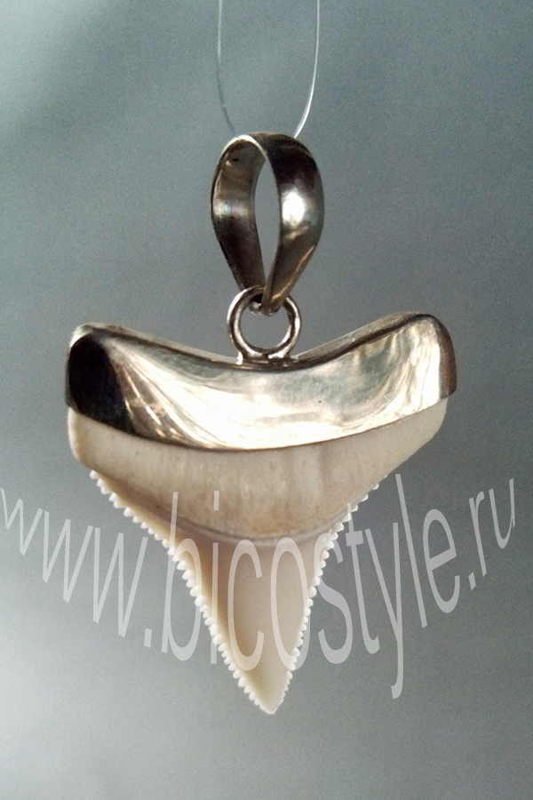 Кулон зуб белой (большой) акулы в серебре- древний амулет

