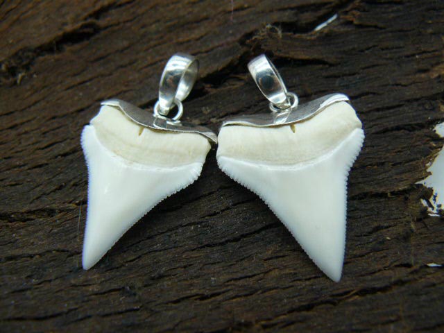  Кулон с зубом Белой акулы (рифовая акула)  для парня, мужчины, девушки в подарок