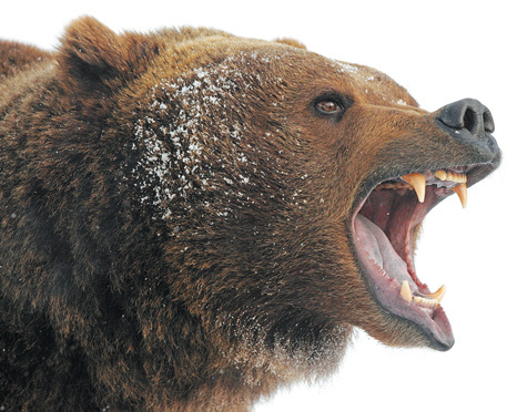 фото медведя
